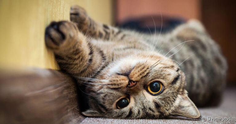 Afinal, a culpa faz parte dos sentimento dos gatos? Descubra nessa matéria!