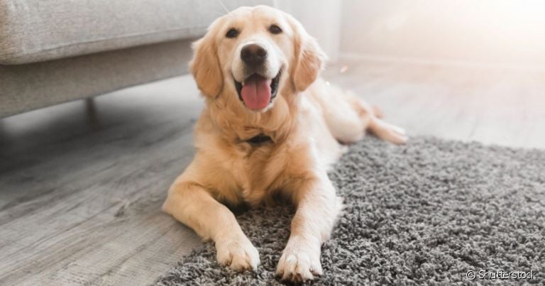 O Golden Retriever é bom para apartamento e pode ser uma ótima companhia
