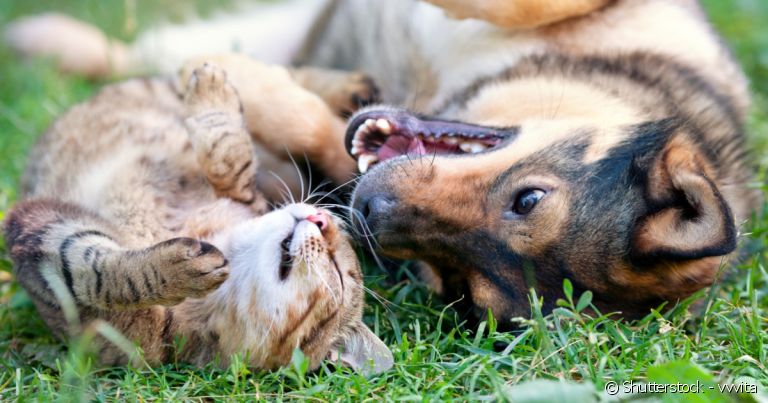 Cães, gatos e outros animais vertebrados não podem mais ser usados em testes para produtos cosméticos no Brasil.