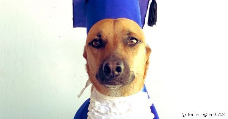 Creche para cachorro pode reprovar os aulunos? Conheça a história de Bob Fernandes e de outros doguinhos reprovados
