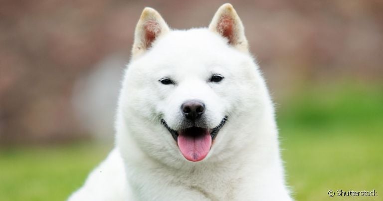 Hokkaido: cachorro japonês tem um forte vínculo com os donos e é muito leal