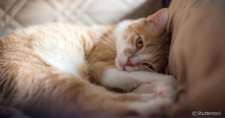 A insuficiência renal em gatos pode deixar o pet muito frágil nos estágios finais da doença