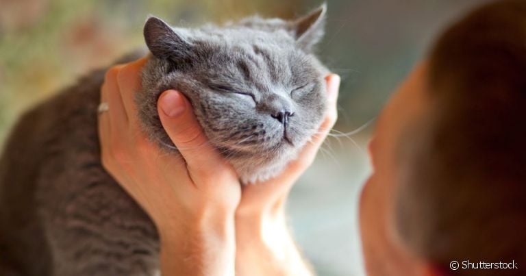 O gato piscando lentamente para uma pessoa é uma forma que o pet encontra de se comunicar