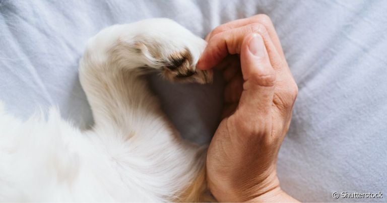 O luto animal é um processo difícil que todo tutor passa quando seu cachorro morre