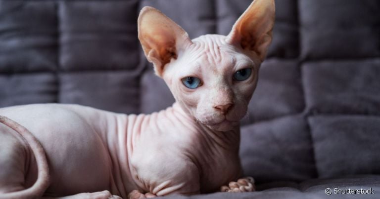 O Minskin tem uma aparência bem parecida com a do gato Sphynx