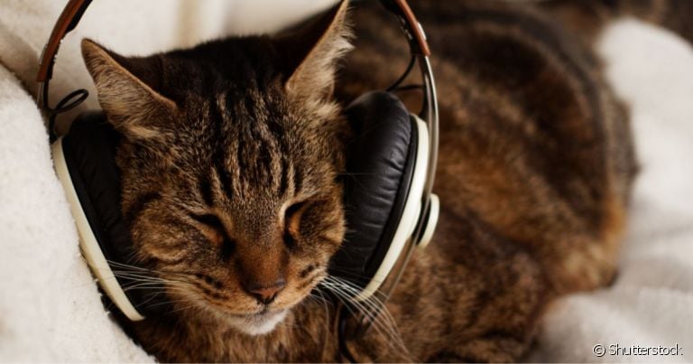  Qual o estilo de música para gato dormir? Descubra o som ideal para deixar o gato relaxado!