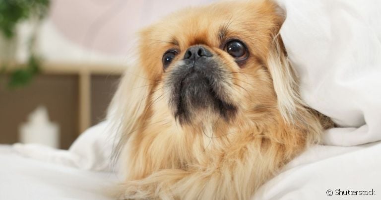 O Pequinês é um cachorro corajoso e protetor, mas não é bravo