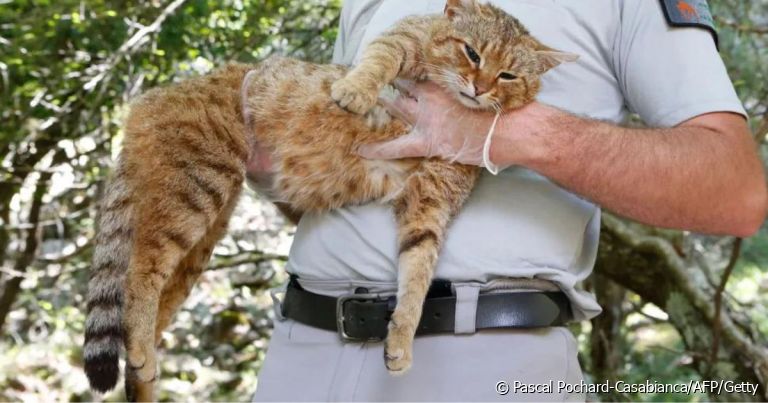 O gato raposa é um felino misterioso que vive na Ilha de Córsega