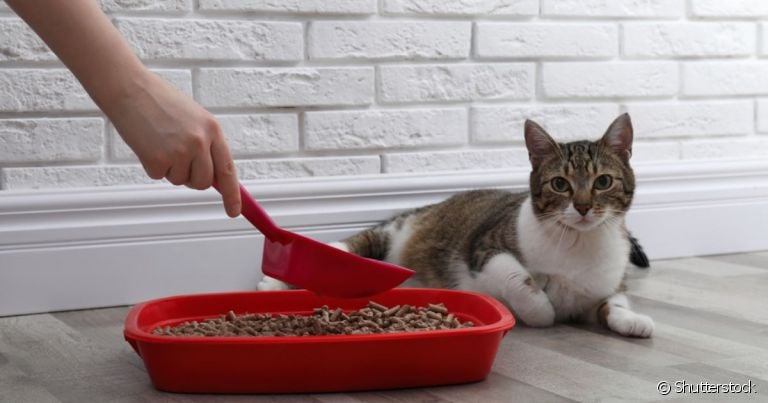  Um cocô de gato saudável tem coloração marrom e textura bem consistente 