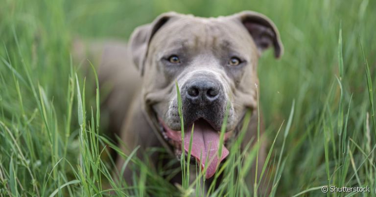 O Pitbull e o Yorkshire são cachorros Terriers com forte instinto de proteção