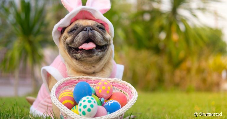 É possível preparar um ovo de páscoa para cachorro com ingrediente liberado