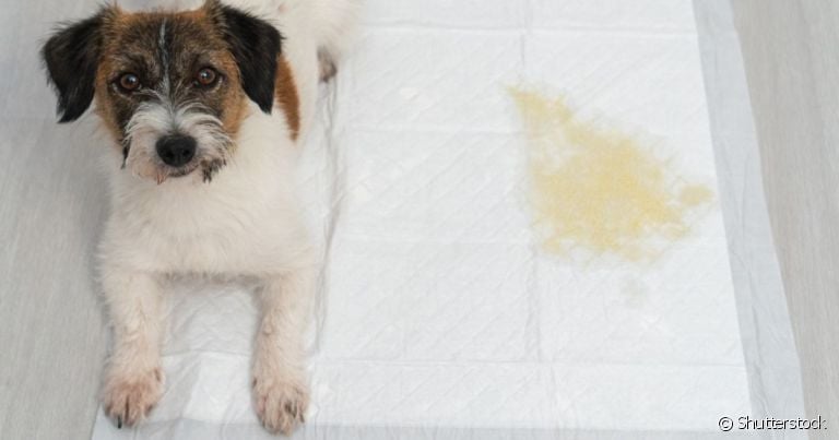  O tapete higiênico para cachorro é ideal para cuidar das necessidades fisiológicas do pet 