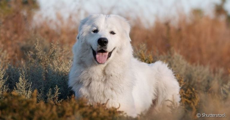 O Pastor-maremano-abruzês é um cachorro fácil de lidar no dia a dia