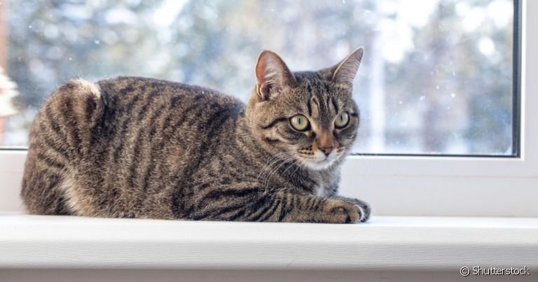 O gato malhado é dono de uma personalidade amorosa e cativante