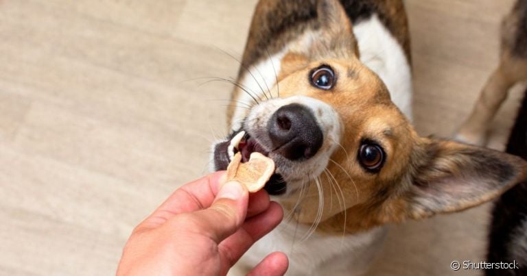  Complemente a dieta do pet com esse incrível biscoito canino que é prático e fácil 