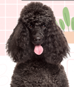 Poodle toy, anão, médio, standard... aprenda em infográfico como diferenciar cada tamanho da raça