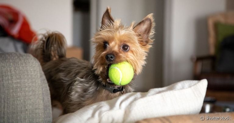 Bolinha de cachorro: cães costumam levar o brinquedo para o tutor por diferentes razões
