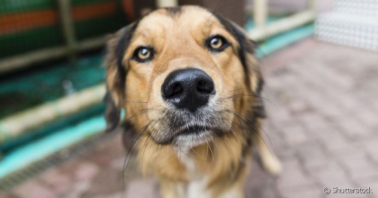  O focinho do cachorro gelado tem a ver com a regulação térmica do corpo 