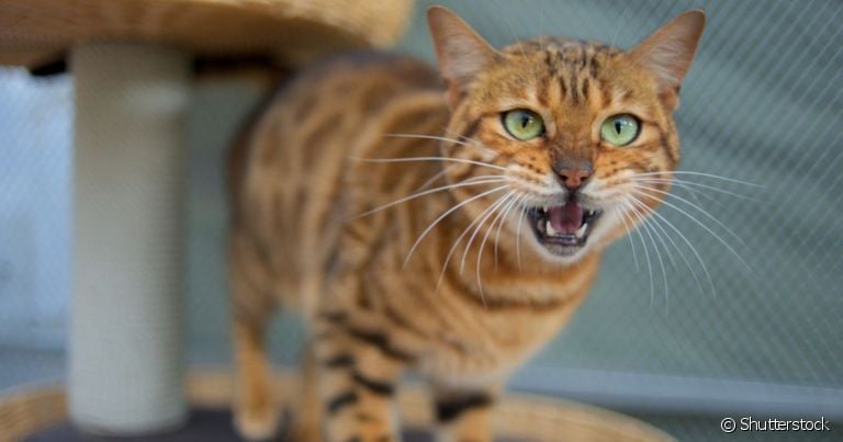 O gato miando de madrugada pode indicar que está incomodado com alguma coisa