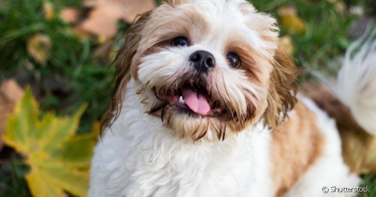 Cachorro menos inteligente: veja o ranking de inteligência desenvolvido por Stanley Coren