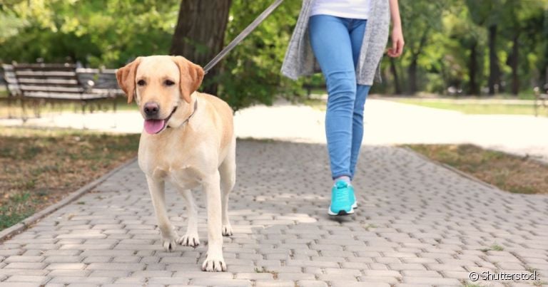 A coleira para cachorro e a guia são acessórios que não podem ser deixados de lado