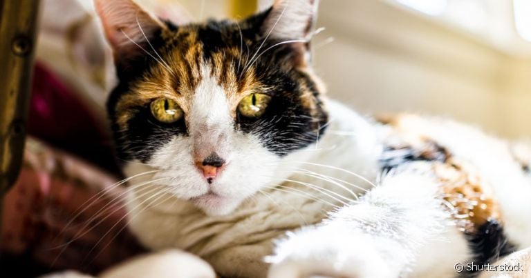 A resposta de quanto tempo um gato vive depende de muitas variáveis