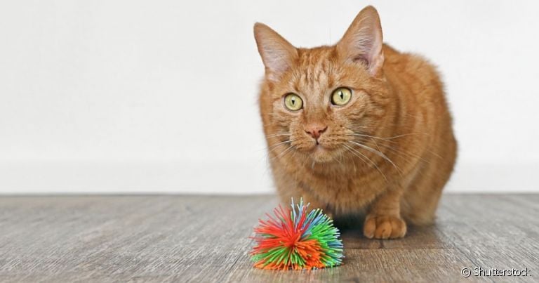  "Quem não tem cão caça com gato": felinos mostram que também podem agir como o melhor amigo do homem 