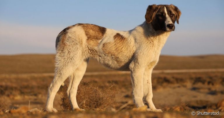 O Rafeiro do Alentejo é um cachorro de origem portuguesa de porte grande e personalidade forte