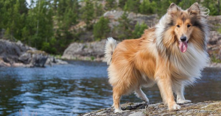 O Rough Collie é uma variação do cachorro Collie que possui pelos longos