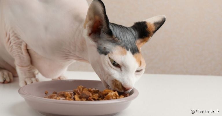 O sachê para gatos estimula a hidratação felina e contém vários nutrientes