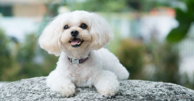  Já ouviu falar no Shih-Poo? Conheça esse pequeno cachorro híbrido entre o Shih Tzu e o Poodle 