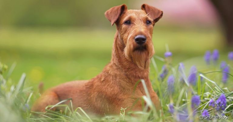 O Terrier Irlandês é um cão de porte médio e personalidade carismática