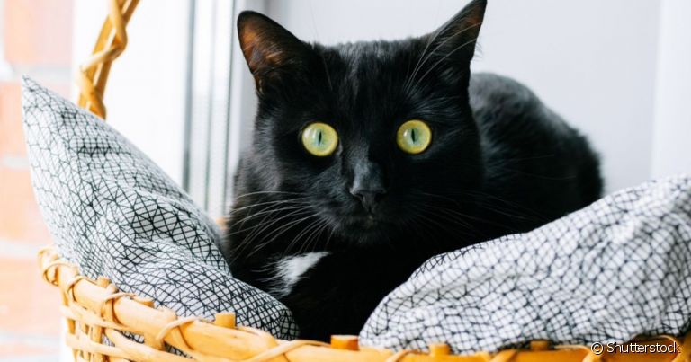 Nomes para gatos que são originalmente de humanos têm feito cada vez mais sucesso