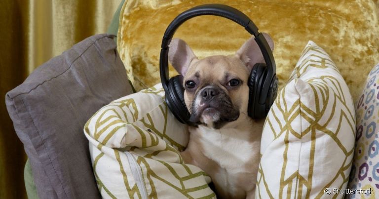 Afinal, qual o tipo de música para acalmar cachorro? Veja as playlists que separamos para você!
