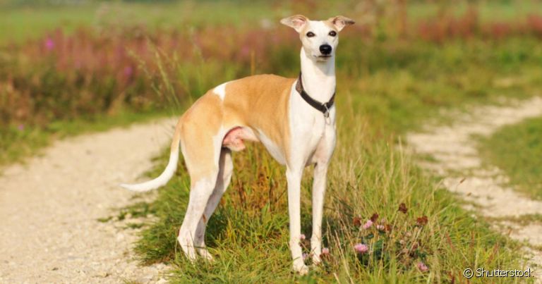 O Whippet é um cachorro de caça que faz parte do grupo Hound