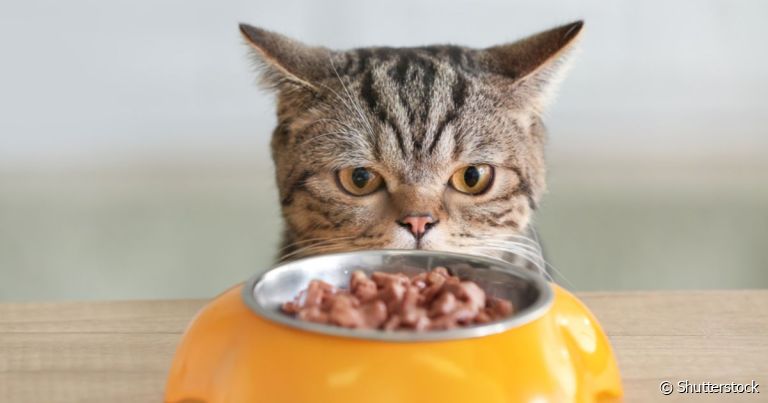 O gato pode comer alguns alimentos presentes na dieta humana que são ricos em proteínas