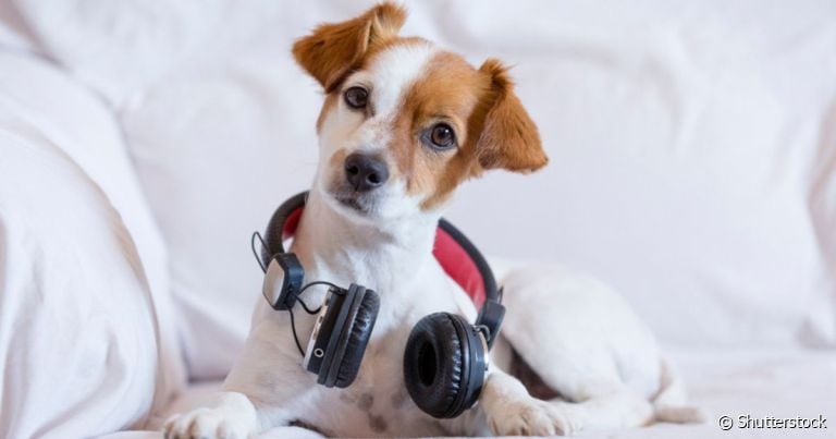 Nomes de cachorro podem ser variados e homenagear os seus cantores preferidos