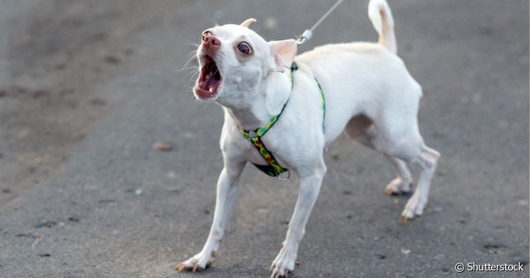 Por que o cachorro fica bravo de repente: comportamentos do tutor podem refletir no pet