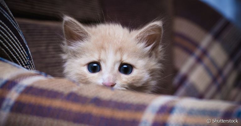 O gato traumatizado costuma ter um histórico de abandono, maus-tratos e outras situações difíceis