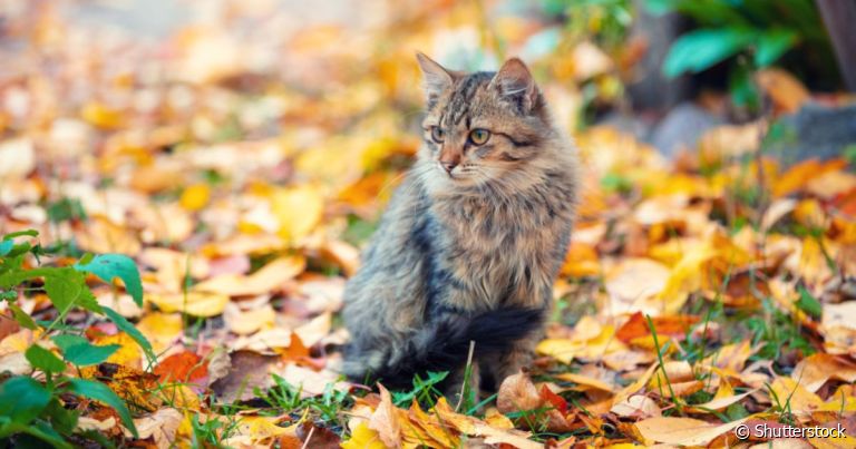 Saber como fazer o gato beber água e ficar protegido do frio são cuidados que se deve ter no outono