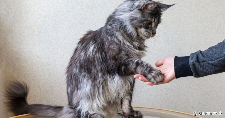Saber como adestrar gatos faz muita diferença no processo de aprendizagem do animal