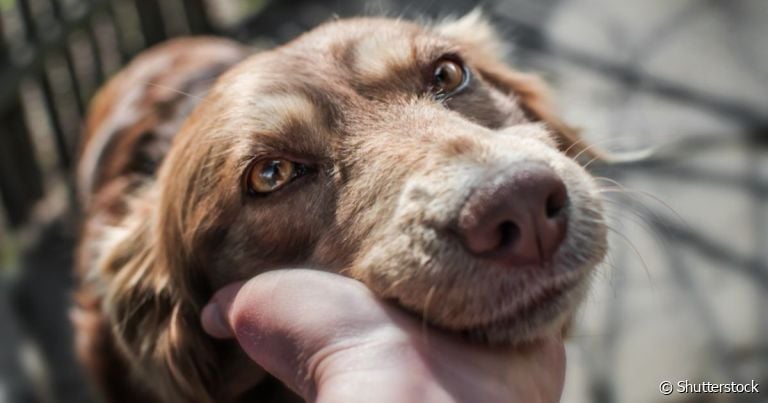 O amor de cachorro se manifesta de diferentes formas, basta saber interpretar os sinais