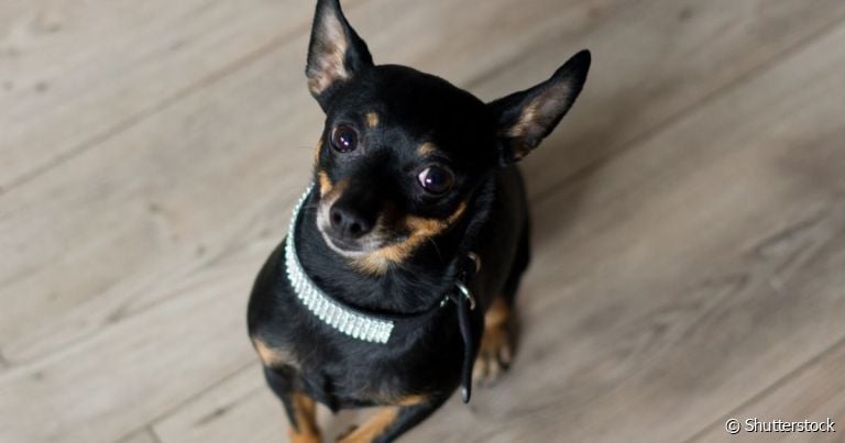  O Pinscher é o rei da tremedeira, mas nem sempre isso é sinônimo de bravura