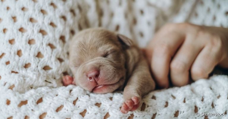 O cachorro recém-nascido precisa de uma série de cuidados com a higiene, alimentação e o ambiente