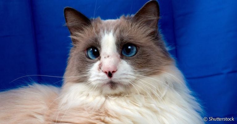  Acne de gato parece uma sujeirinha, mas é um problema que precisa de tratamento