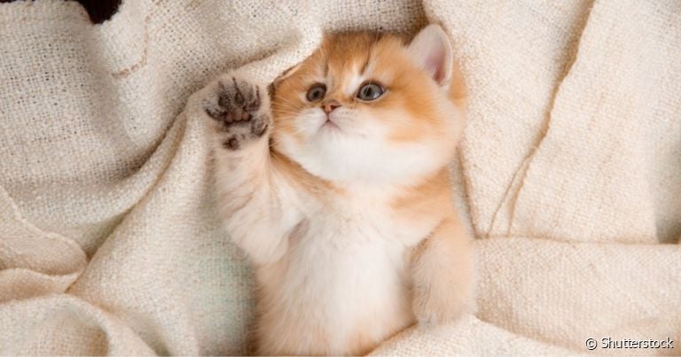 Fotos de gatos filhotes mostram toda a doçura e charme dos pequenos felinos