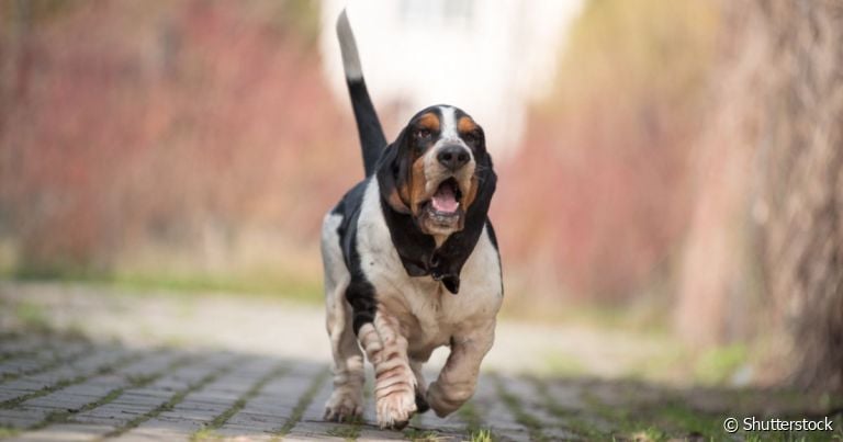 Cachorro com a mordida mais fraca do mundo: algumas raças não usam muita força ao morder