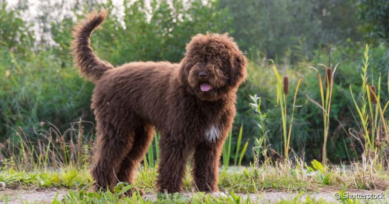 O Barbet é um cachorro de pelo cacheado que não é muito conhecido, mas é um bom cãopanheiro