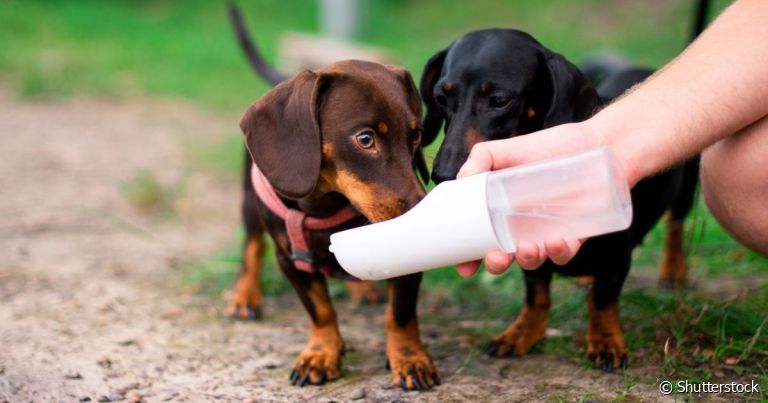 O bebedouro para cachorro portátil pode ser transportado para qualquer lugar e é ótimo para os passeios