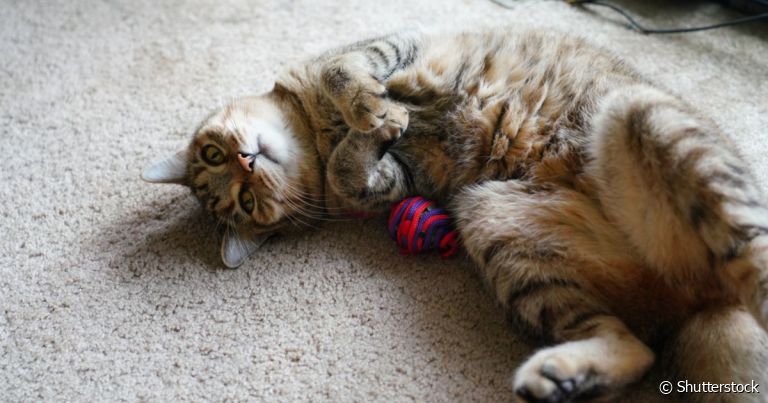 Brinquedos interativos para gatos são excelentes para estimular as habilidades cognitivas da espécie